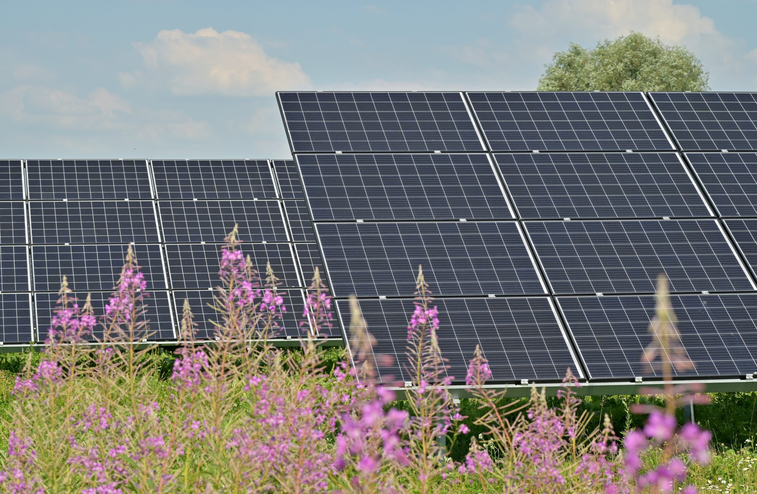 Consultation begins on proposed solar farm in Buckinghamshire which could power over 57,000 homes